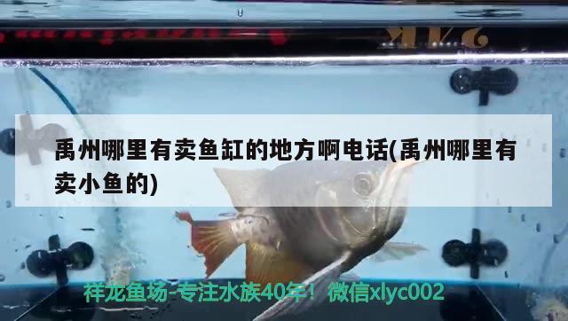 禹州哪里有卖鱼缸的地方啊电话(禹州哪里有卖小鱼的) 锦鲤池鱼池建设