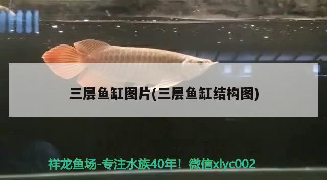 三层鱼缸图片(三层鱼缸结构图) 泰庞海莲鱼