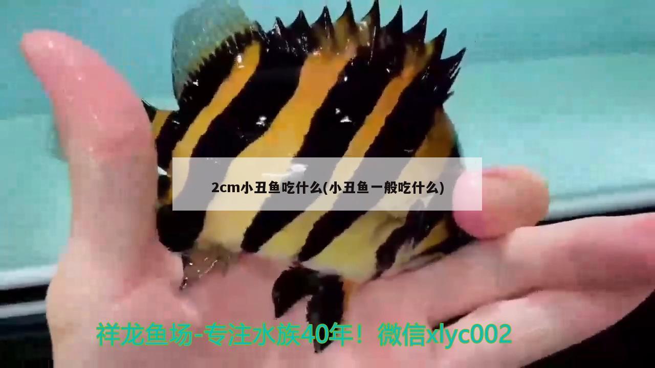 2cm小丑鱼吃什么(小丑鱼一般吃什么)