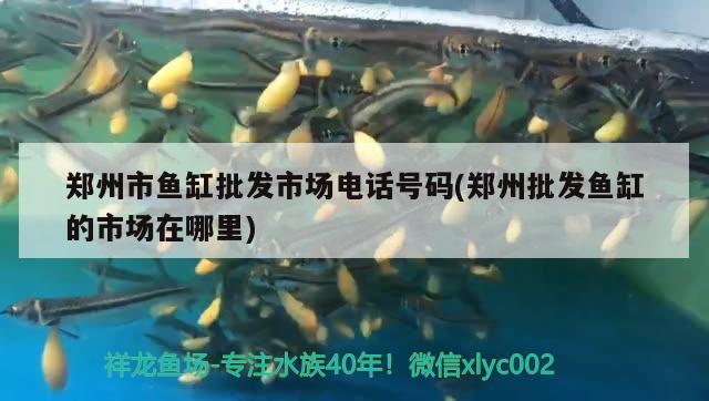 郑州市鱼缸批发市场电话号码(郑州批发鱼缸的市场在哪里)