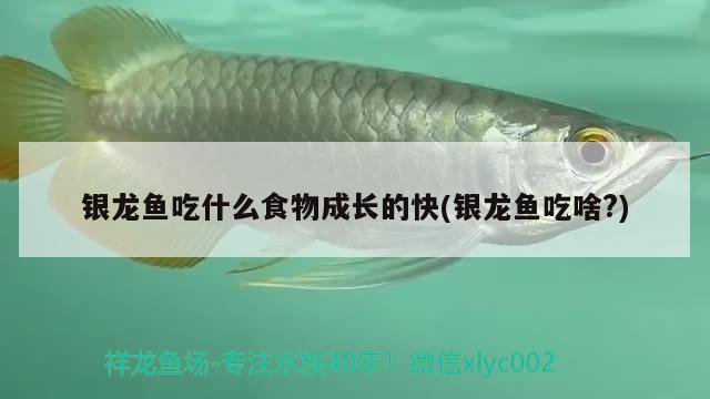银龙鱼吃什么食物成长的快(银龙鱼吃啥?) 银龙鱼