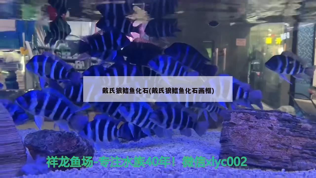戴氏狼鳍鱼化石(戴氏狼鳍鱼化石画框) 观赏鱼