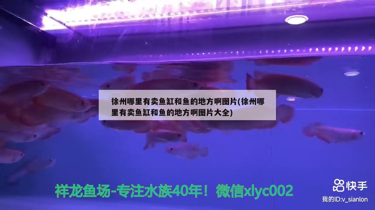 徐州哪里有卖鱼缸和鱼的地方啊图片(徐州哪里有卖鱼缸和鱼的地方啊图片大全)