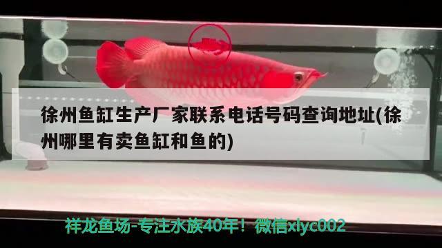 徐州鱼缸生产厂家联系电话号码查询地址(徐州哪里有卖鱼缸和鱼的) 红眼黄化幽灵火箭鱼|皇家火箭鱼