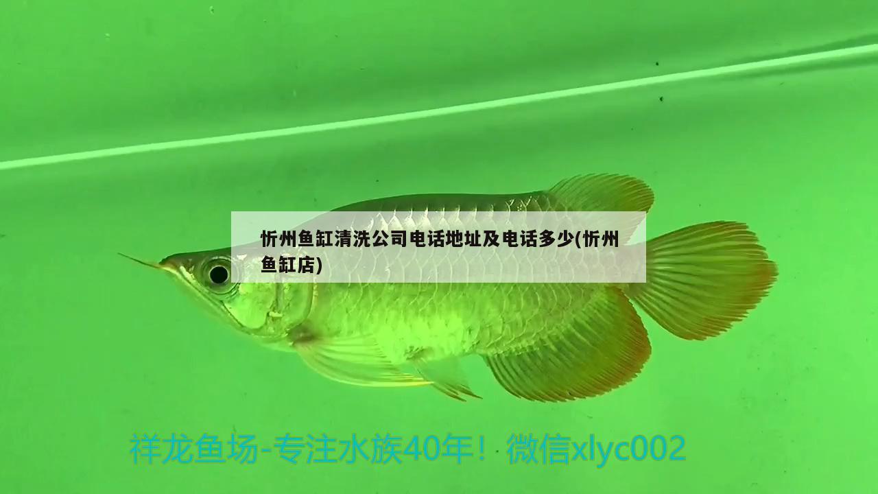 忻州鱼缸清洗公司电话地址及电话多少(忻州鱼缸店) 养鱼知识