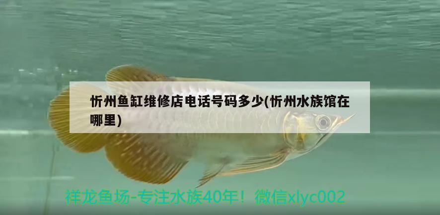 忻州鱼缸维修店电话号码多少(忻州水族馆在哪里) 祥龙龙鱼鱼粮
