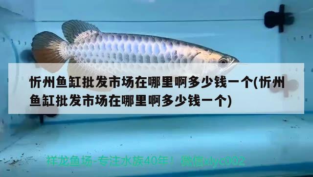 忻州鱼缸批发市场在哪里啊多少钱一个(忻州鱼缸批发市场在哪里啊多少钱一个) 观赏鱼饲料