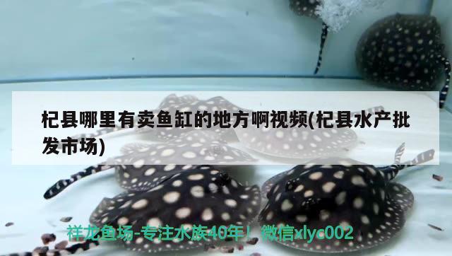 杞县哪里有卖鱼缸的地方啊视频(杞县水产批发市场)