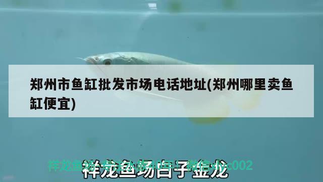 郑州市鱼缸批发市场电话地址(郑州哪里卖鱼缸便宜)
