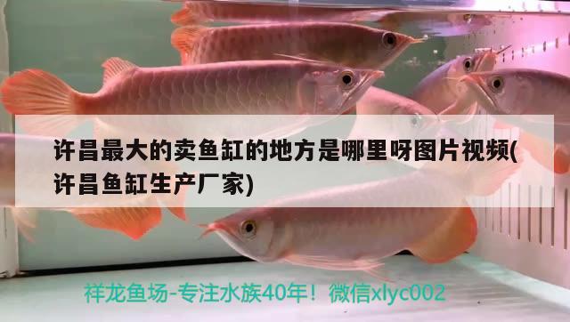 许昌最大的卖鱼缸的地方是哪里呀图片视频(许昌鱼缸生产厂家) 祥龙蓝珀金龙鱼