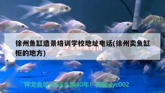 徐州鱼缸造景培训学校地址电话(徐州卖鱼缸柜的地方)