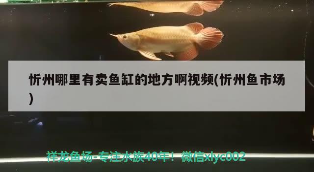 忻州哪里有卖鱼缸的地方啊视频(忻州鱼市场)
