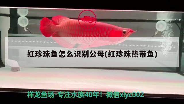 红珍珠鱼怎么识别公母(红珍珠热带鱼) 观赏鱼