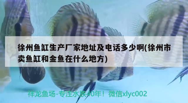 徐州鱼缸生产厂家地址及电话多少啊(徐州市卖鱼缸和金鱼在什么地方)
