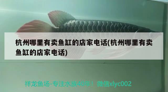 杭州哪里有卖鱼缸的店家电话(杭州哪里有卖鱼缸的店家电话) 福虎/异型虎鱼/纯色虎鱼