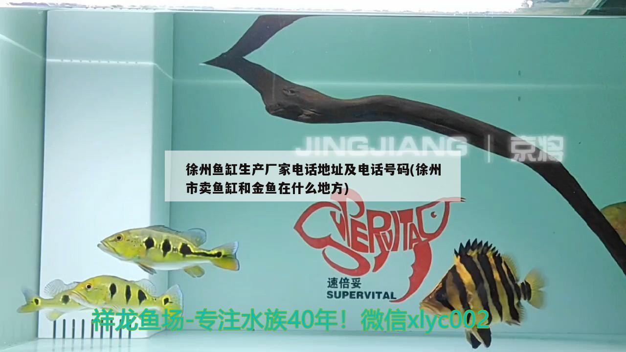 徐州鱼缸生产厂家电话地址及电话号码(徐州市卖鱼缸和金鱼在什么地方) 暹罗巨鲤