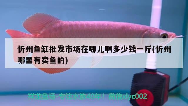 忻州鱼缸批发市场在哪儿啊多少钱一斤(忻州哪里有卖鱼的) 白玉红龙鱼