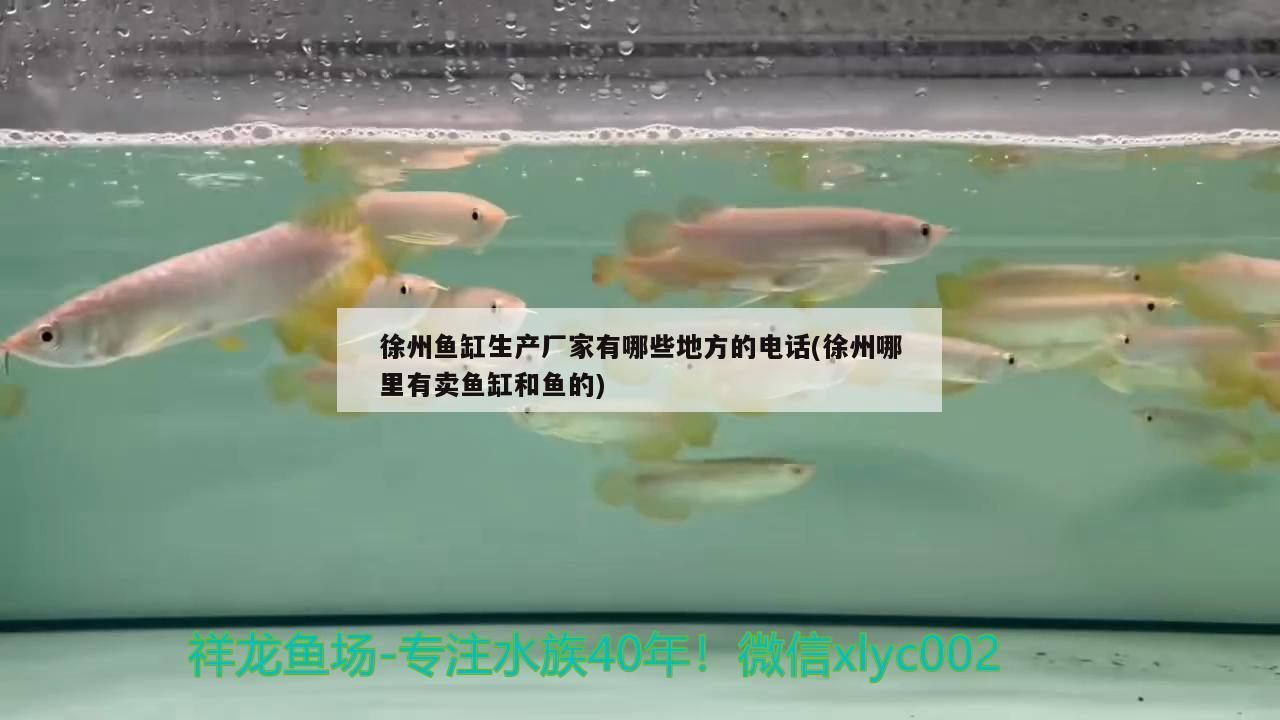 徐州鱼缸生产厂家有哪些地方的电话(徐州哪里有卖鱼缸和鱼的)