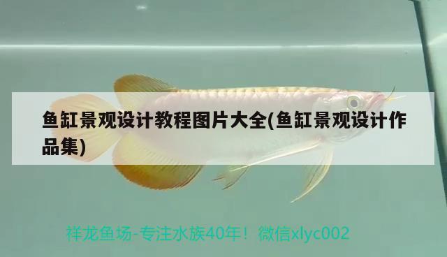 鱼缸景观设计教程图片大全(鱼缸景观设计作品集) 广州景观设计