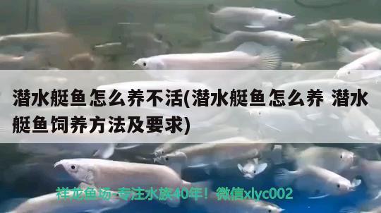 潜水艇鱼怎么养不活(潜水艇鱼怎么养潜水艇鱼饲养方法及要求)
