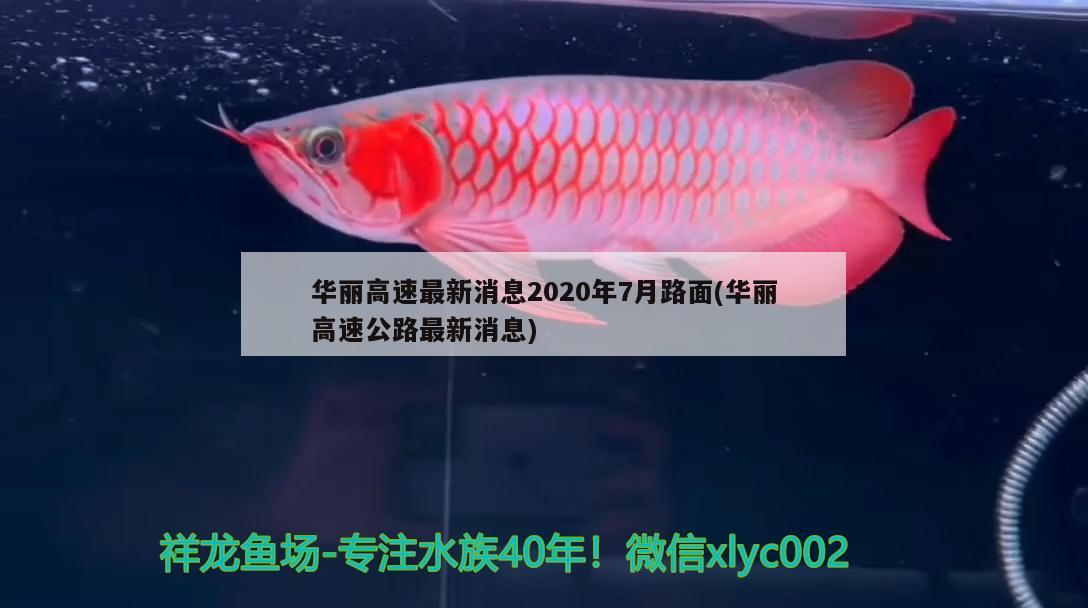 华丽高速最新消息2020年7月路面(华丽高速公路最新消息) 观赏鱼