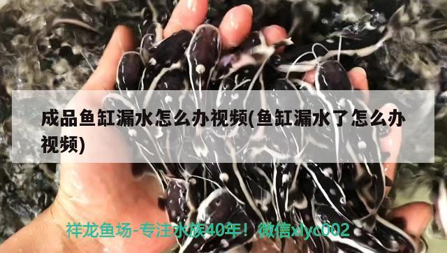 成品鱼缸漏水怎么办视频(鱼缸漏水了怎么办视频) 广州龙鱼批发市场