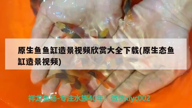 原生鱼鱼缸造景视频欣赏大全下载(原生态鱼缸造景视频) 赤荔凤冠鱼