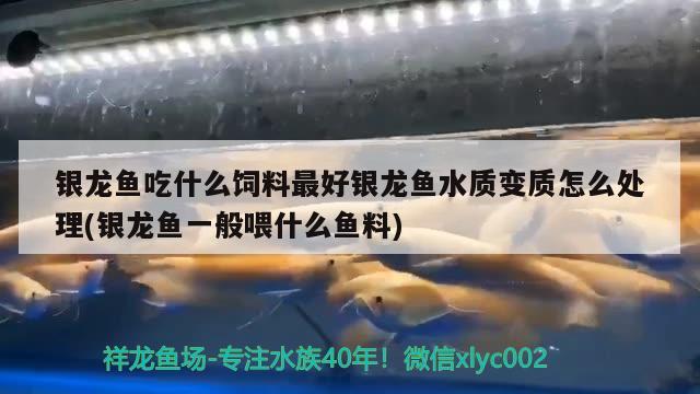 银龙鱼吃什么饲料最好银龙鱼水质变质怎么处理(银龙鱼一般喂什么鱼料) 银龙鱼