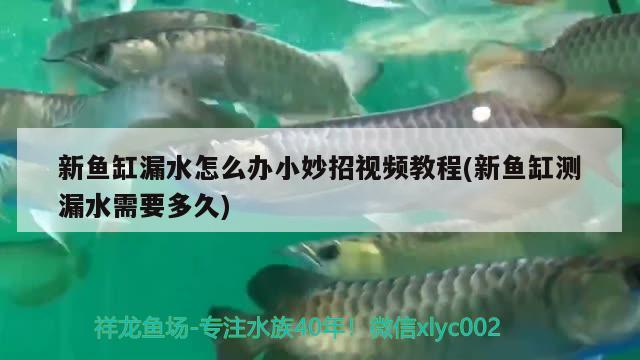 新鱼缸漏水怎么办小妙招视频教程(新鱼缸测漏水需要多久) 黄金斑马鱼