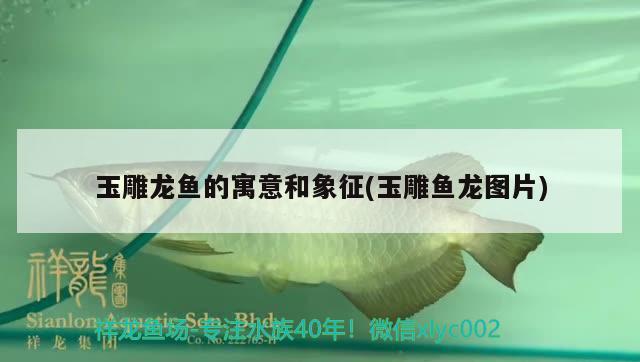 玉雕龙鱼的寓意和象征(玉雕鱼龙图片) 观赏鱼