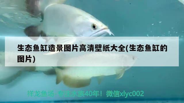 生态鱼缸造景图片高清壁纸大全(生态鱼缸的图片) 红勾银版鱼