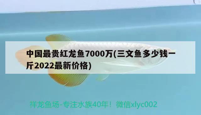 中国最贵红龙鱼7000万(三文鱼多少钱一斤2022最新价格) 观赏鱼