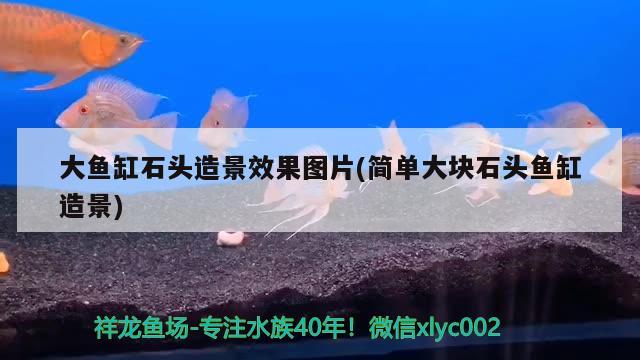 大鱼缸石头造景效果图片(简单大块石头鱼缸造景) 金龙福龙鱼