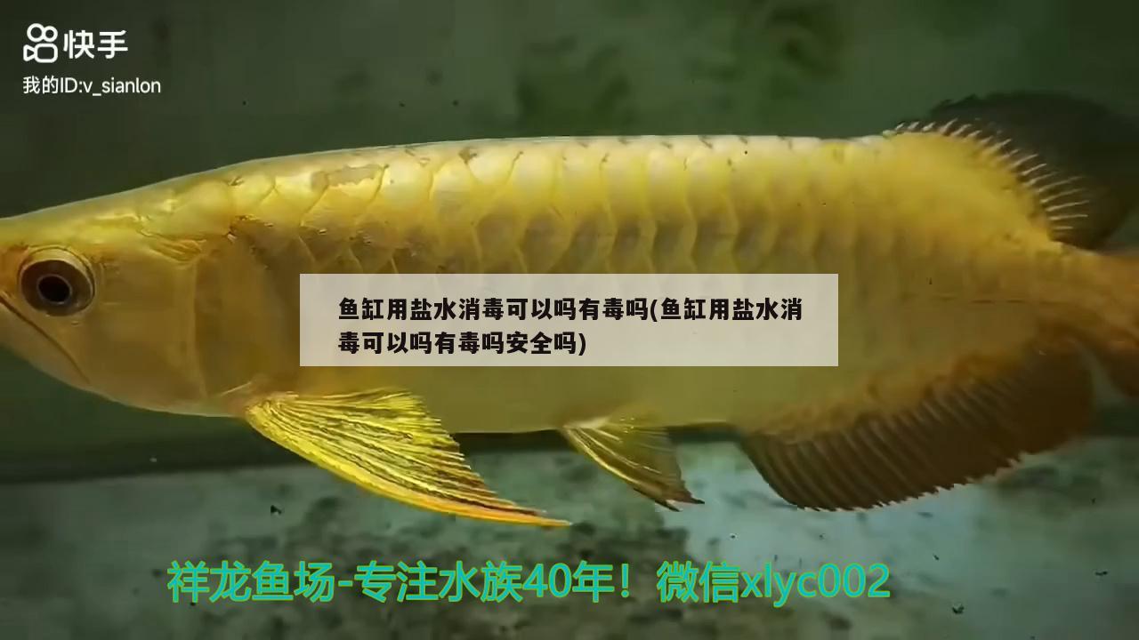 鱼缸用盐水消毒可以吗有毒吗(鱼缸用盐水消毒可以吗有毒吗安全吗) 广州龙鱼批发市场
