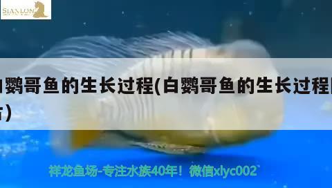 白鹦哥鱼的生长过程(白鹦哥鱼的生长过程图片) 观赏鱼