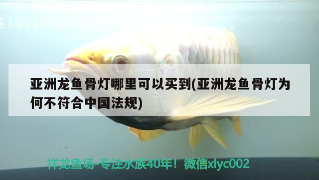 亚洲龙鱼骨灯哪里可以买到(亚洲龙鱼骨灯为何不符合中国法规) 观赏鱼