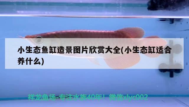 小生态鱼缸造景图片欣赏大全(小生态缸适合养什么) 红白锦鲤鱼