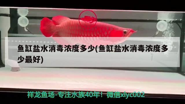 鱼缸盐水消毒浓度多少(鱼缸盐水消毒浓度多少最好) 红白锦鲤鱼