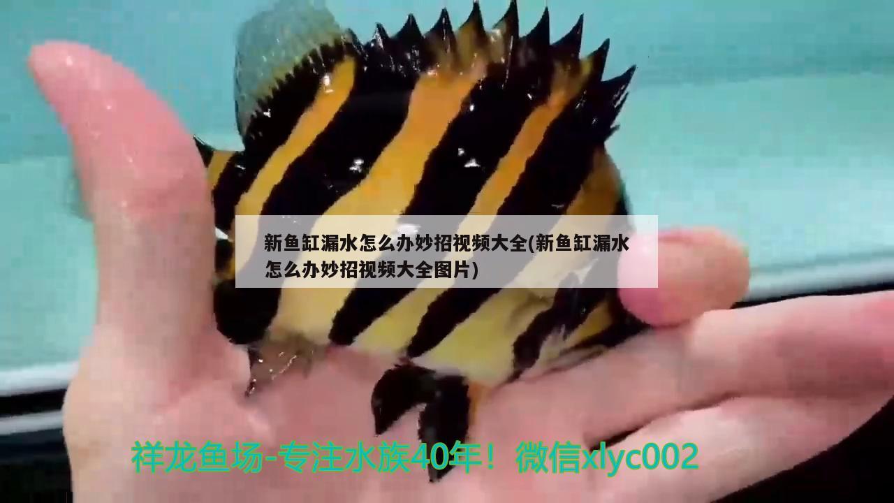 新鱼缸漏水怎么办妙招视频大全(新鱼缸漏水怎么办妙招视频大全图片) 广州水族批发市场