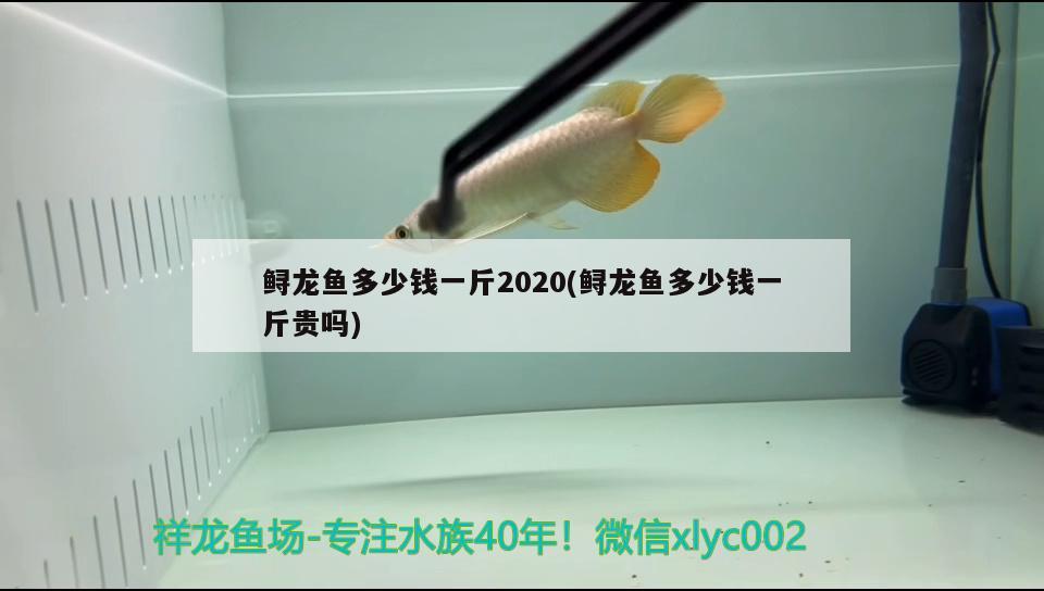 鲟龙鱼多少钱一斤2020(鲟龙鱼多少钱一斤贵吗) 观赏鱼