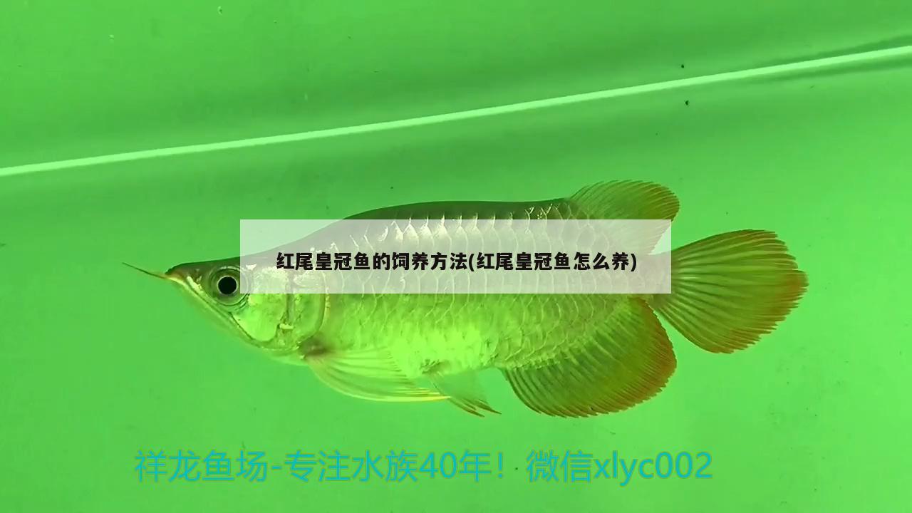 红尾皇冠鱼的饲养方法(红尾皇冠鱼怎么养) 观赏鱼