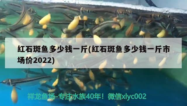 红石斑鱼多少钱一斤(红石斑鱼多少钱一斤市场价2022)