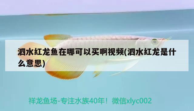泗水红龙鱼在哪可以买啊视频(泗水红龙是什么意思) 泗水龙鱼