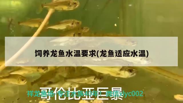 饲养龙鱼水温要求(龙鱼适应水温) 白子红龙鱼