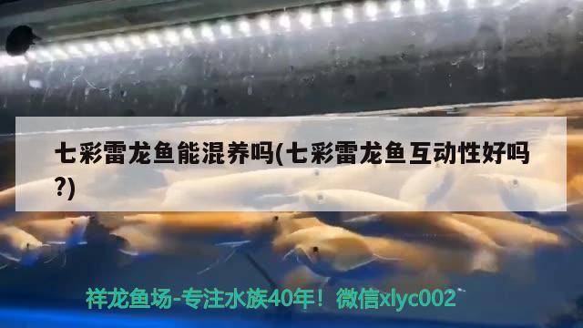 七彩雷龙鱼能混养吗(七彩雷龙鱼互动性好吗?)