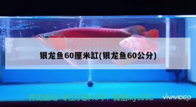 银龙鱼60厘米缸(银龙鱼60公分) 银龙鱼