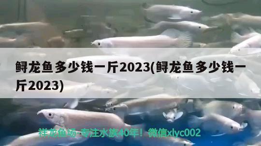 鲟龙鱼多少钱一斤2023(鲟龙鱼多少钱一斤2023) 观赏鱼