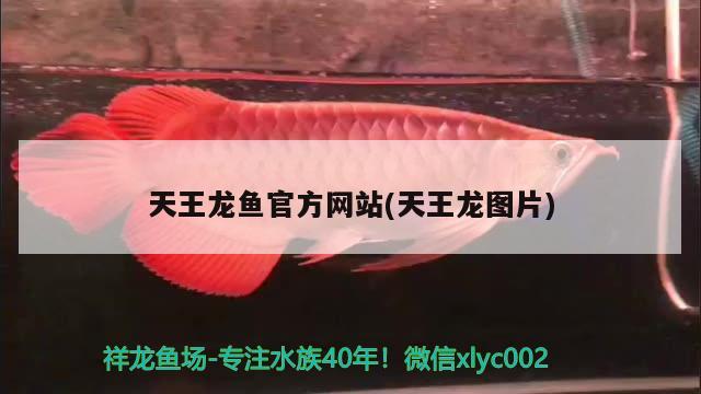 天王龙鱼官方网站(天王龙图片) 细线银板鱼苗