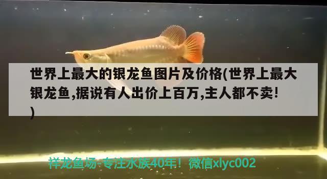 世界上最大的银龙鱼图片及价格(世界上最大银龙鱼,据说有人出价上百万,主人都不卖!) 银龙鱼