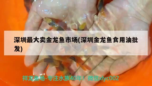 深圳最大卖金龙鱼市场(深圳金龙鱼食用油批发) 战车红龙鱼